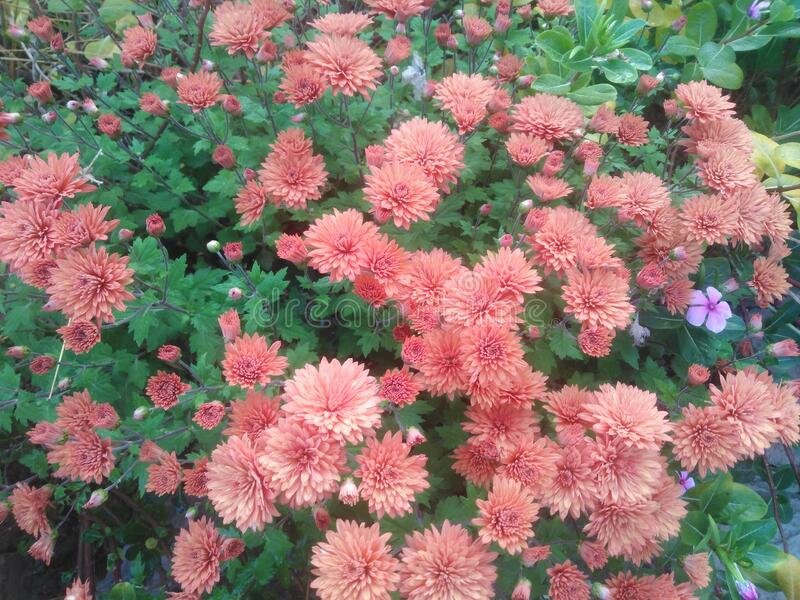 Flower plants