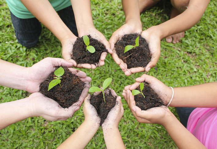 Healthy plantation field